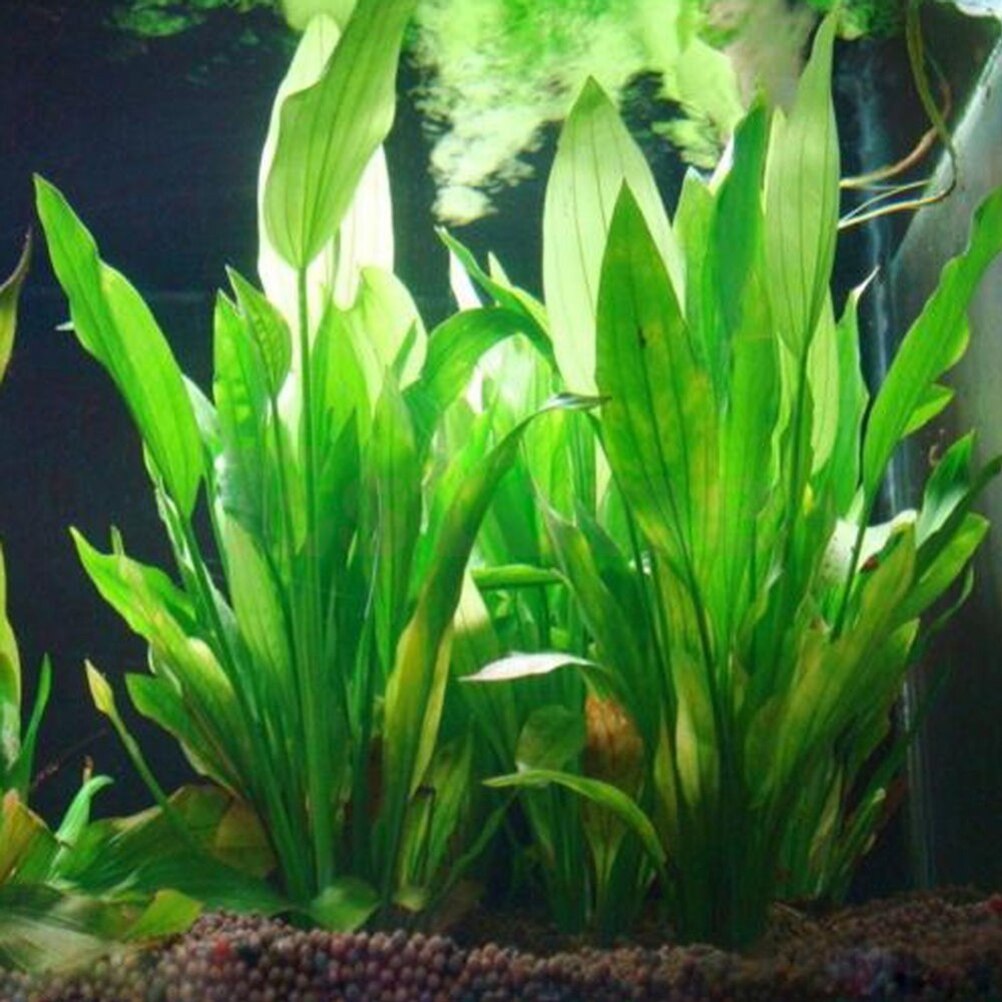 Marine Aquarium All In One - 15 cm Kunstmatige Aquarium Decor Planten
