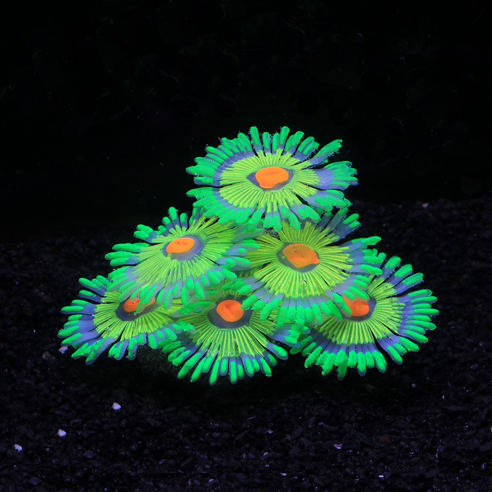 Gloeiende zachte aquariumdecor - Marine Aquarium For Sale recensie en prijs