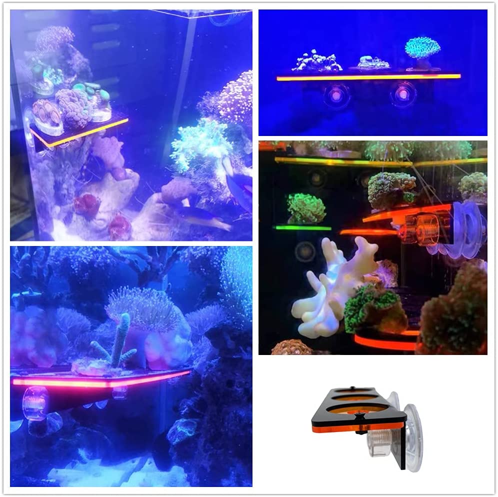 Fluorescerend Koraal Frag Plug - Marine Aquarium All In One recensie en prijs
